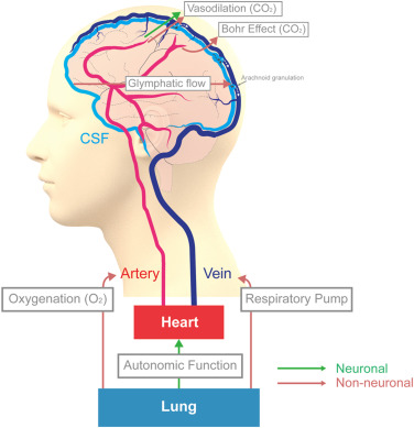 Cardiorespiratory Dynamics in the Brain: Review on the Significance of Cardiovascular and Respiratory Correlates in functional MRI signal