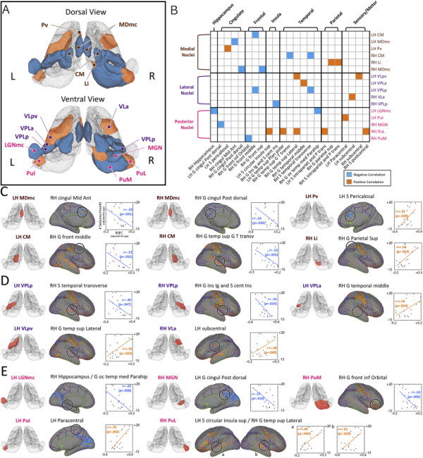Functional Connectomics