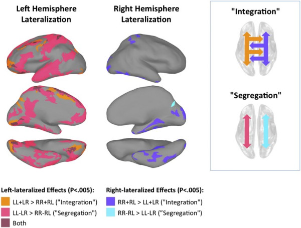 Functional Lateralization